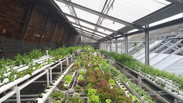 What Is the Best Watering System for a Greenhouse? | LESSO Blog